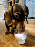 Dogs aka Tucker