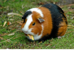 Animal People Forever!!!!!!!