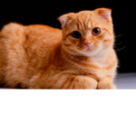 pool cat my cat (amber pls join)