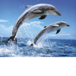 dolphinssssssss