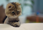 !furry animals!