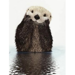 Da Otter Squad