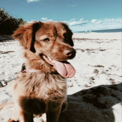 ~Aesthetic dog~ Roblox decal
