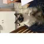 Group of fun about your feelings and your pets