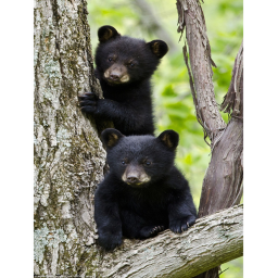 Beary's Bear Country
