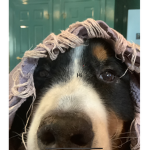 My dead dogo ( please respect him)