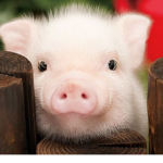 Perfect Piglets! :)