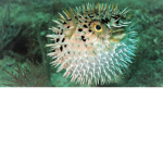 #Pufferfishies