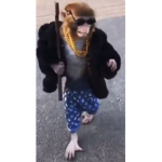 Gangster monkey