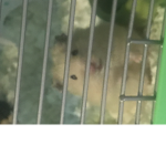 hamsters united to point o