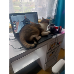 Adamiaczki