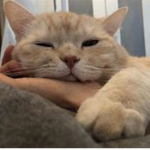 cat (friends only)