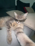 the cat with flow