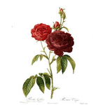 Rose Squad Official