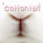'cottontail