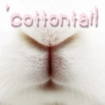 'cottontail Group Thumbnail