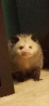 epic lil beans