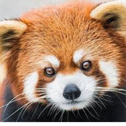 ~Red Panda Cafe~