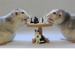 Home Of The Rats And The Pickles