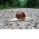 CuteSnail