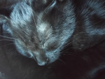 BLACK CAT COMMUNITY FOR SHADOWWW