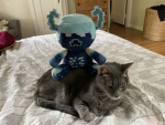 TEAM CYAN AND CATZ