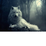 The bright wolfs