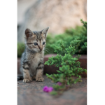 kitten.corp