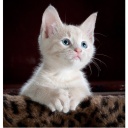 Cat Game