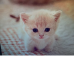 Mew life