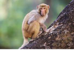 Monkey fan cIub
