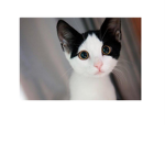 kittens are the best