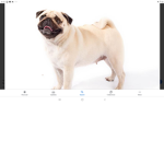 YT pug