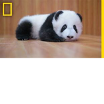 Pandas-Are-Cute