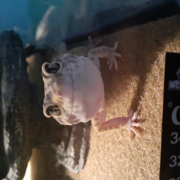 BIG GECKO