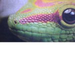 The Green Gecko's