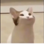 Rise of pop cat group!
