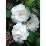 Camelia County