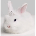 Cute bunny squad!!