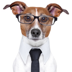 business animal