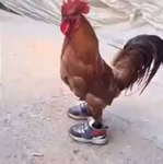 +LosPollosHermanos+