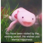 ASTRONAUT AXOLOTLS