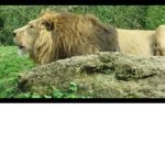 Lion squad Roar