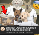 LabradorTshirt