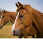 The Horse Squad :)