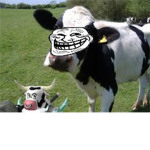 Awesome Cows