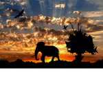 the safari sunset group
