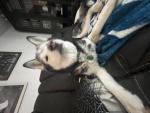 Yukon’s beauty sponges