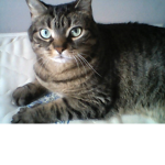 jakes cat clan