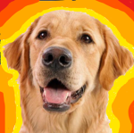 DOGGO LEAGUE